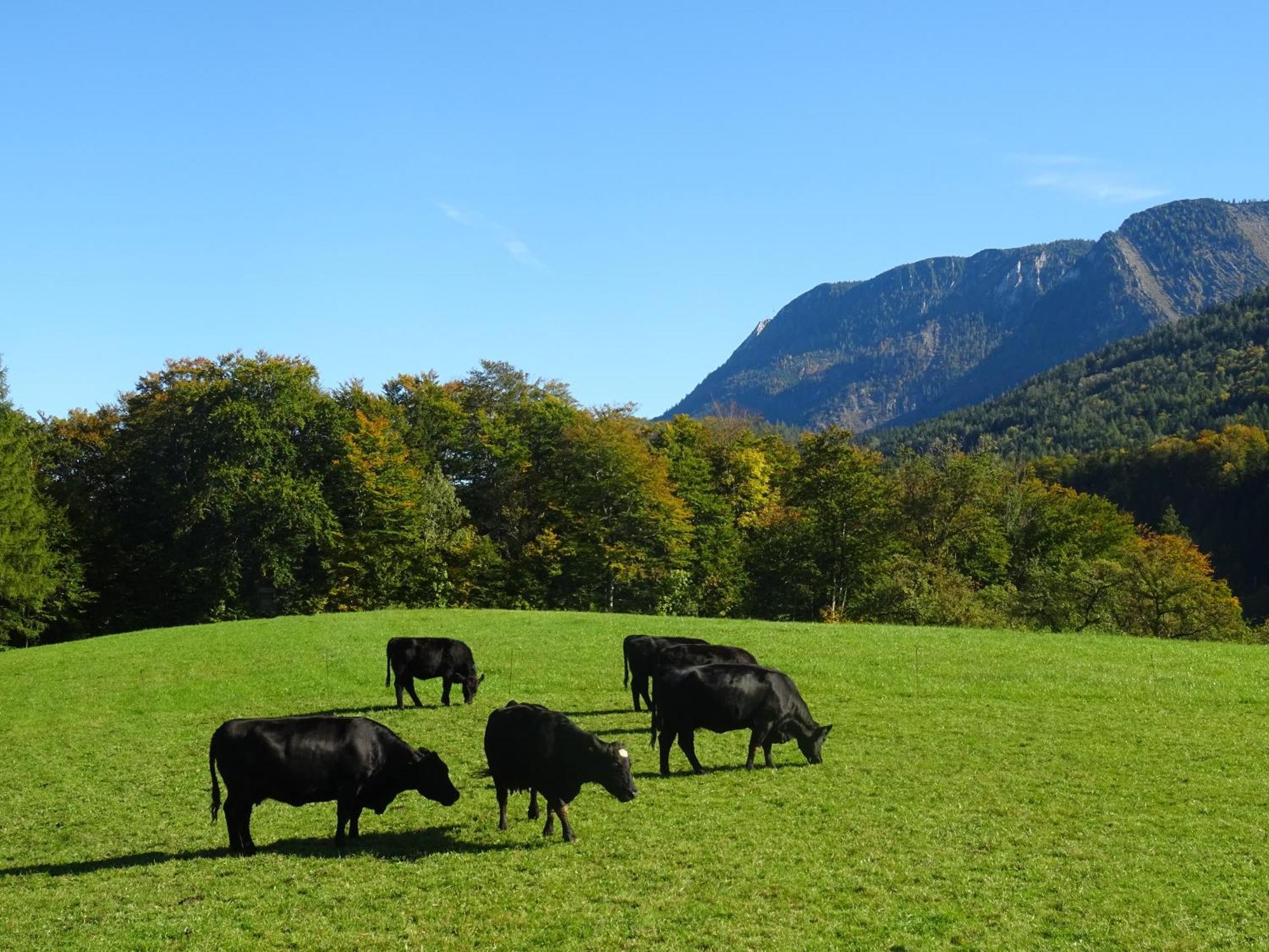 Vila Bio Bauernhof Eggerhof Strobl Exteriér fotografie
